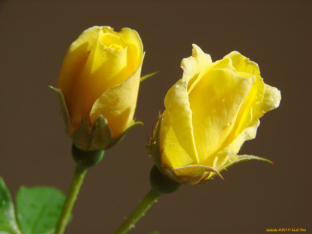 цветы, розы