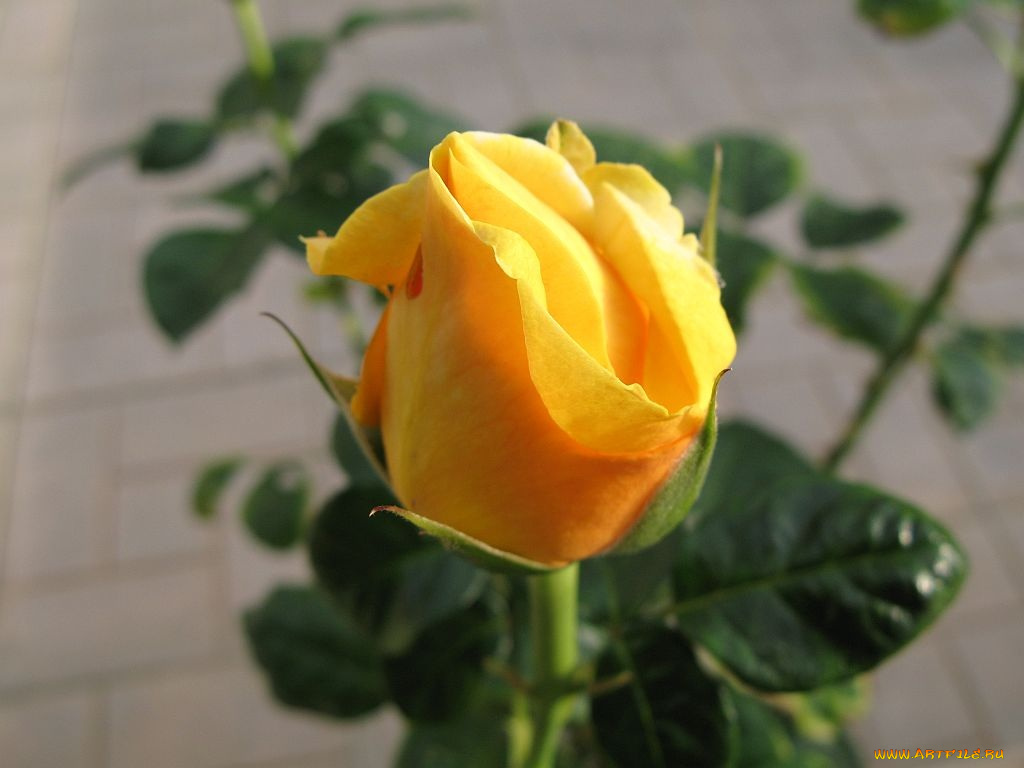 цветы, розы