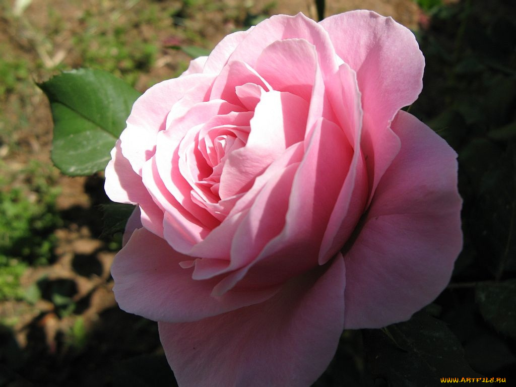 цветы, розы