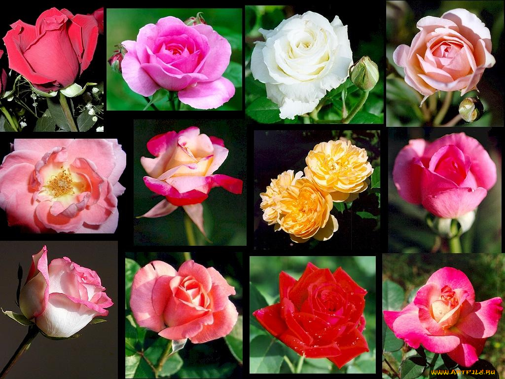 цветы, розы