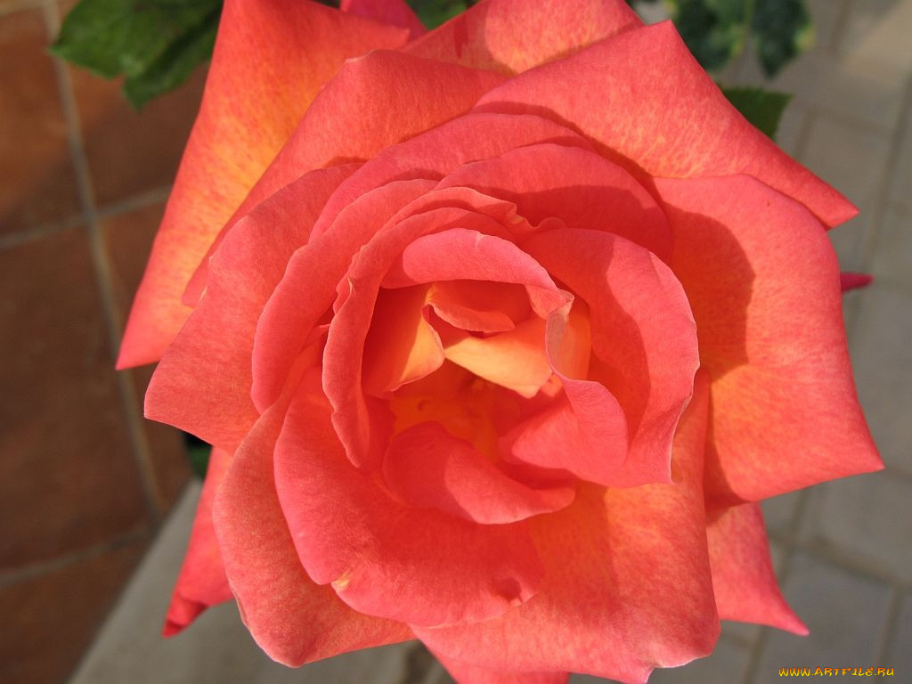 цветы, розы