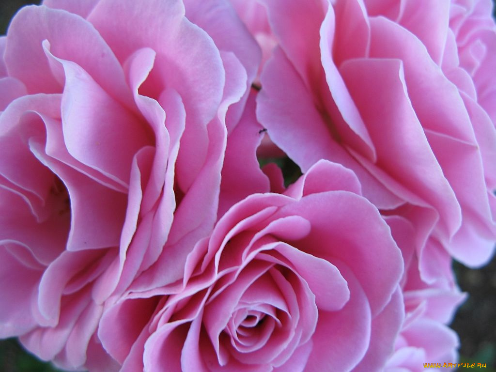 цветы, розы