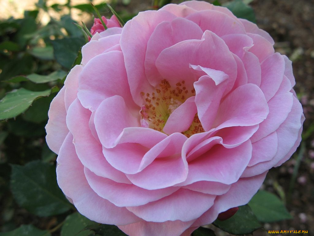 цветы, розы