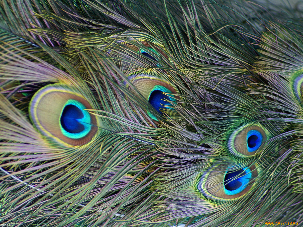 перья, павлина, разное