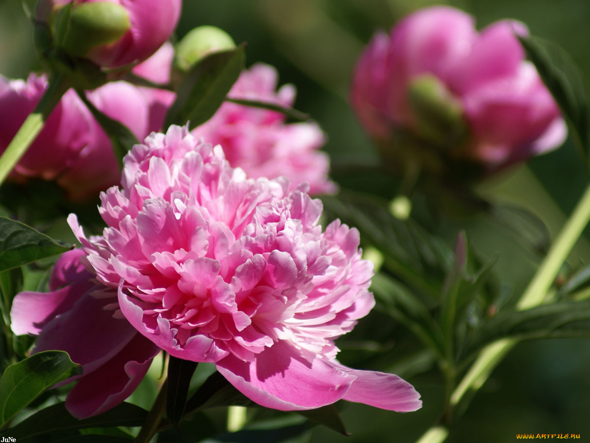 пион, цветы, пионы