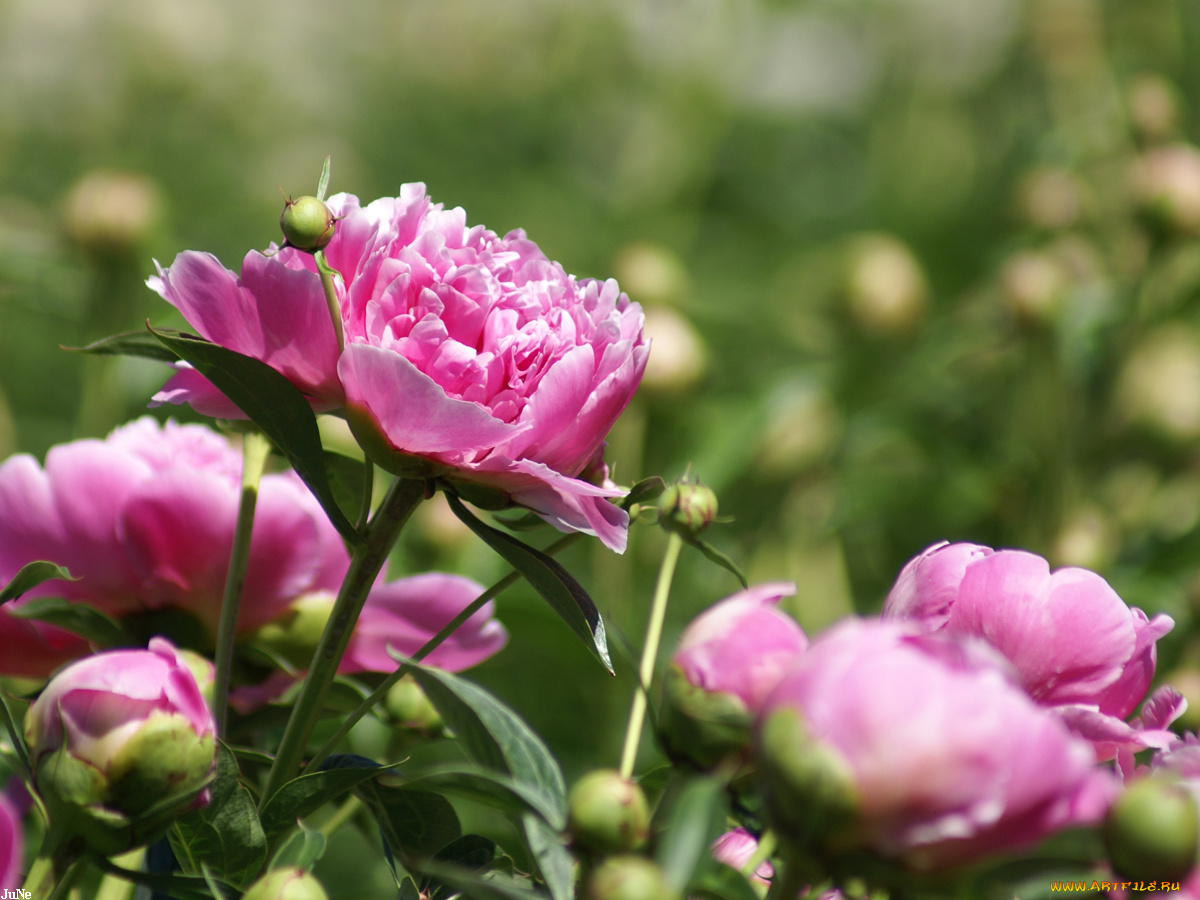 пион, цветы, пионы