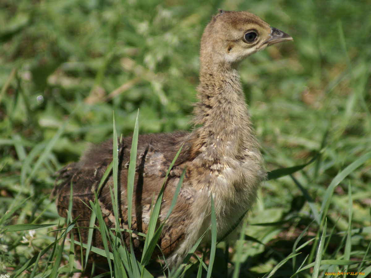 птенец, павлина, животные, павлины