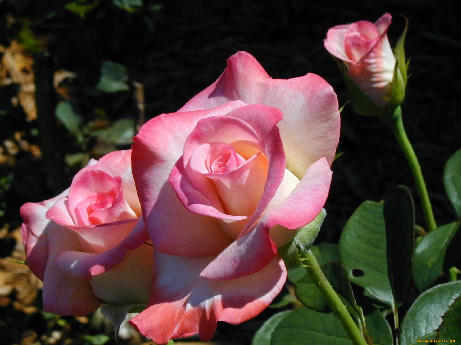 цветы, розы