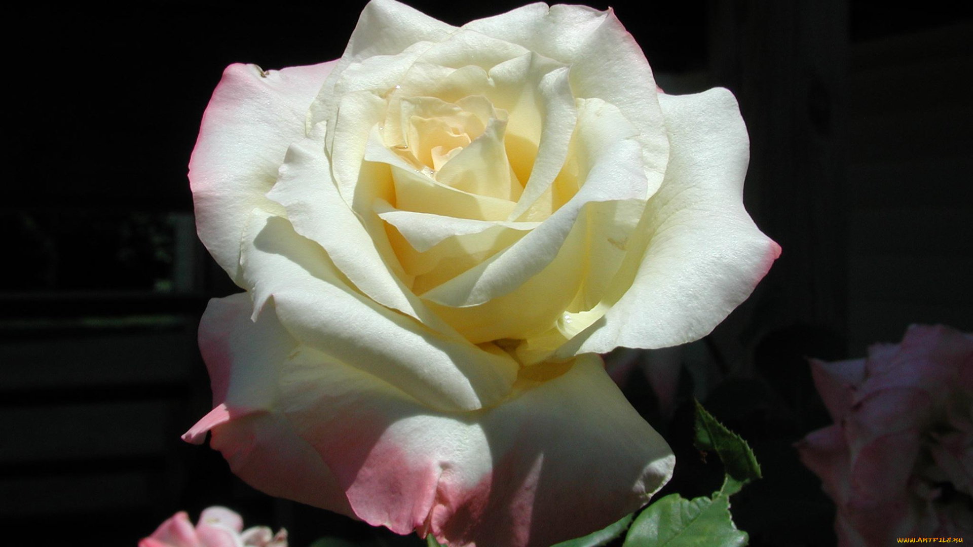 цветы, розы