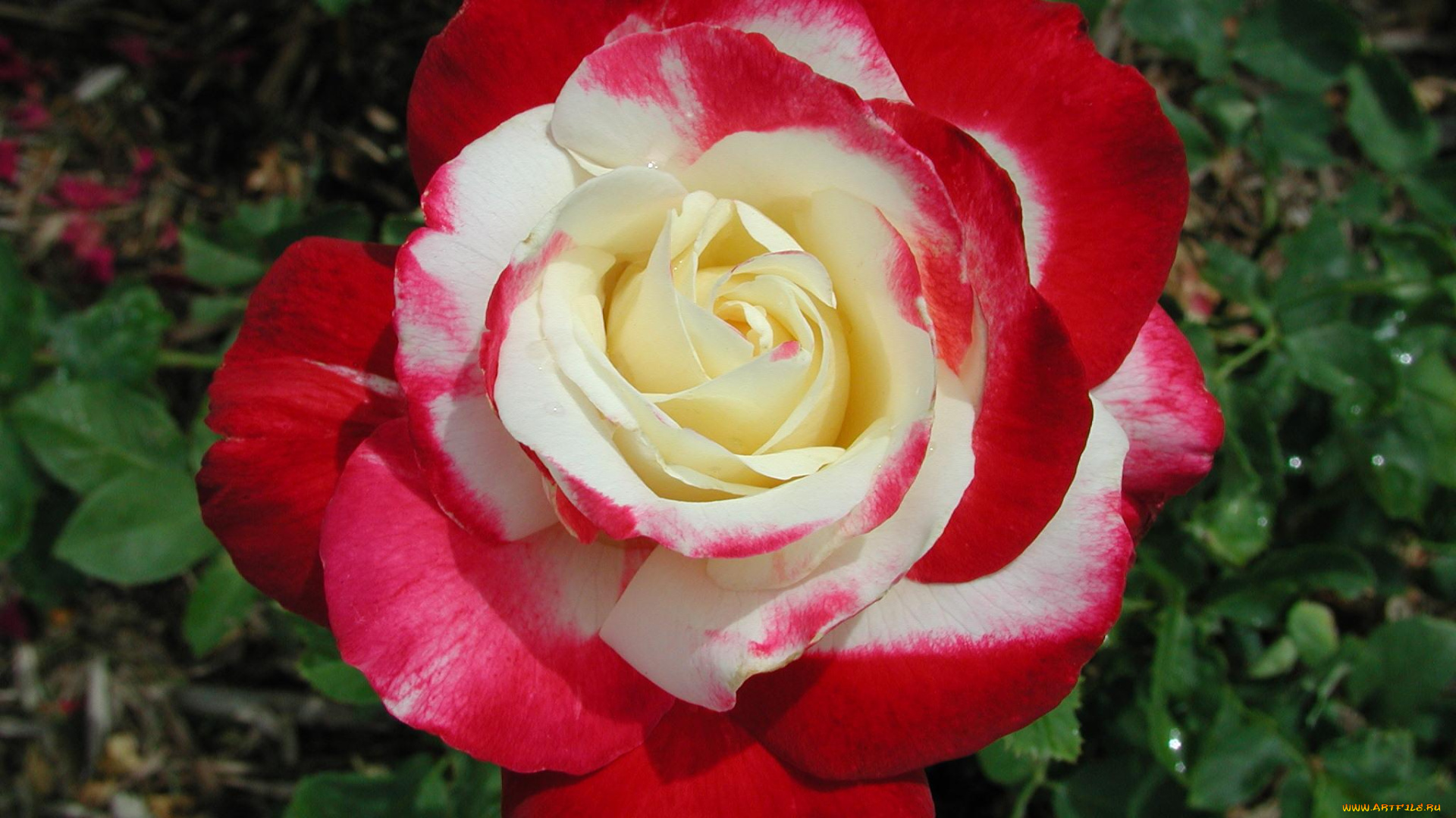 цветы, розы