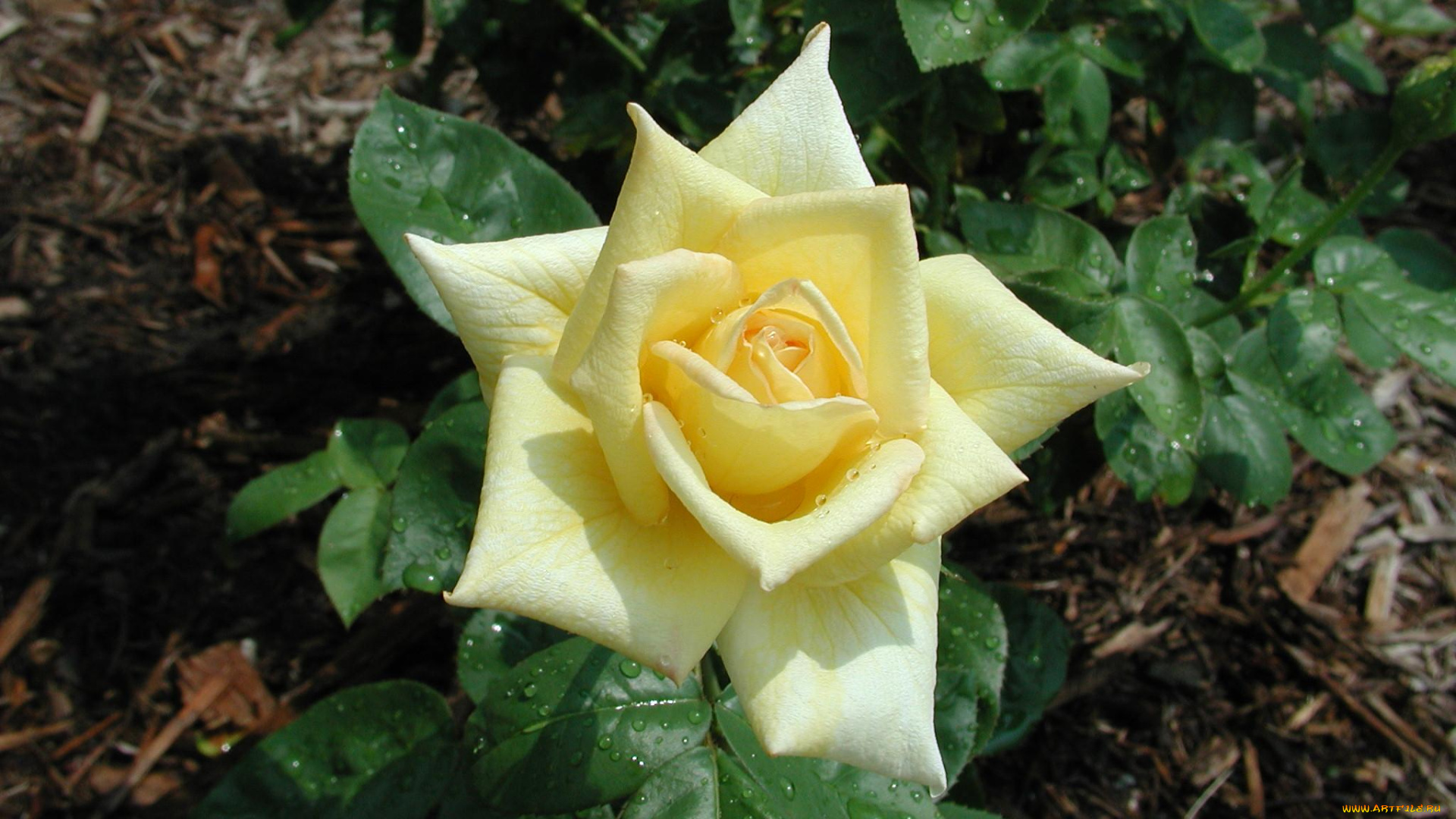 цветы, розы