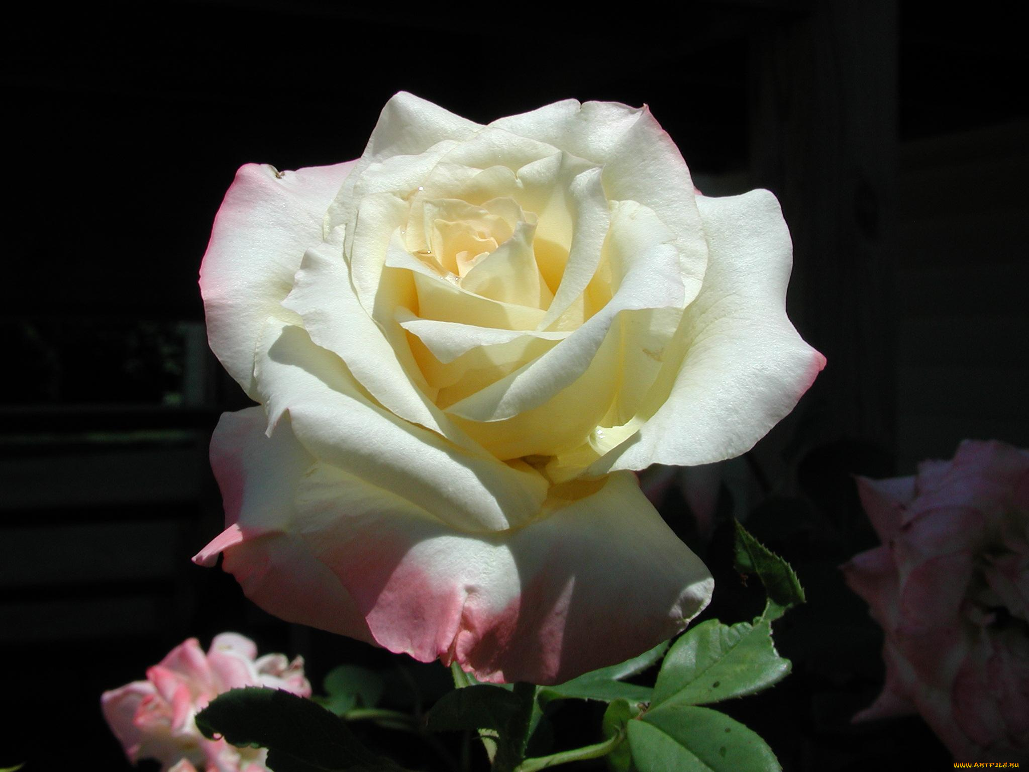 цветы, розы