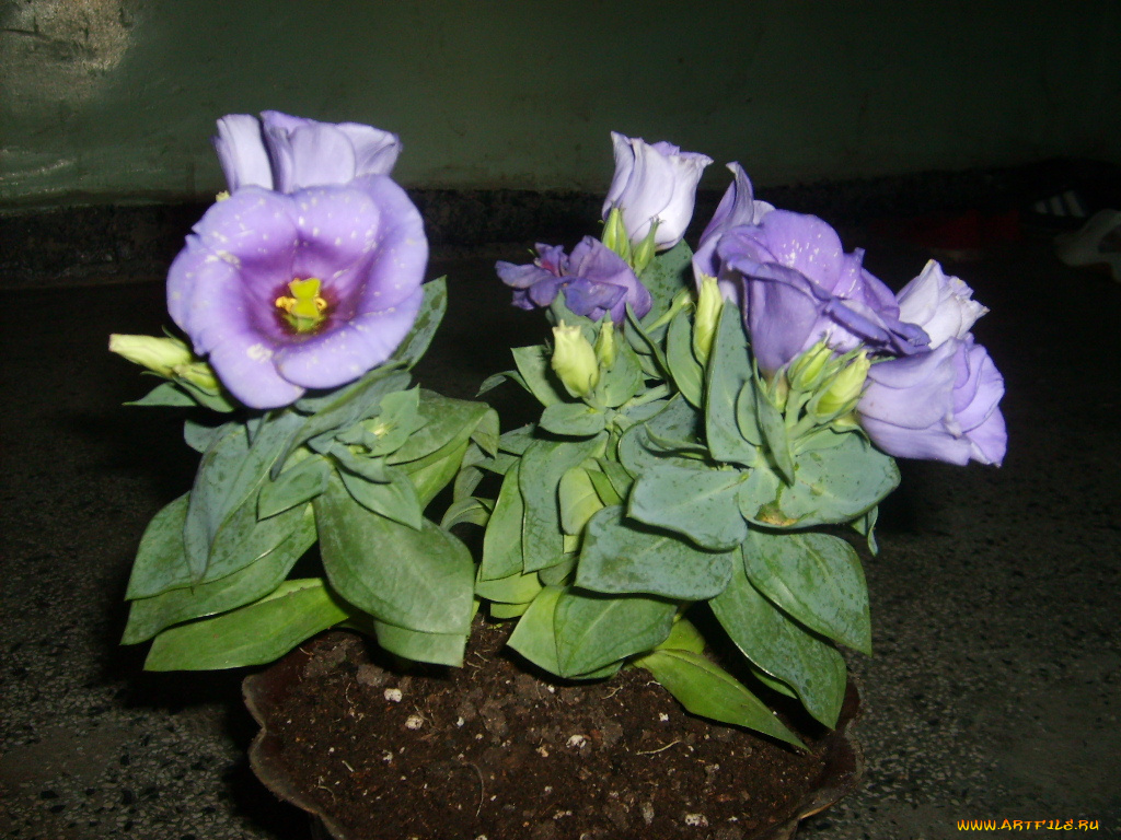 цветы, горечавки