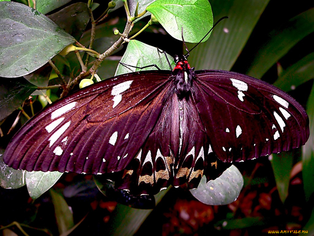 животные, бабочки