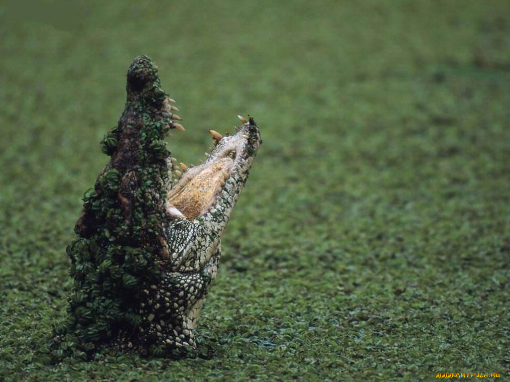 животные, крокодилы