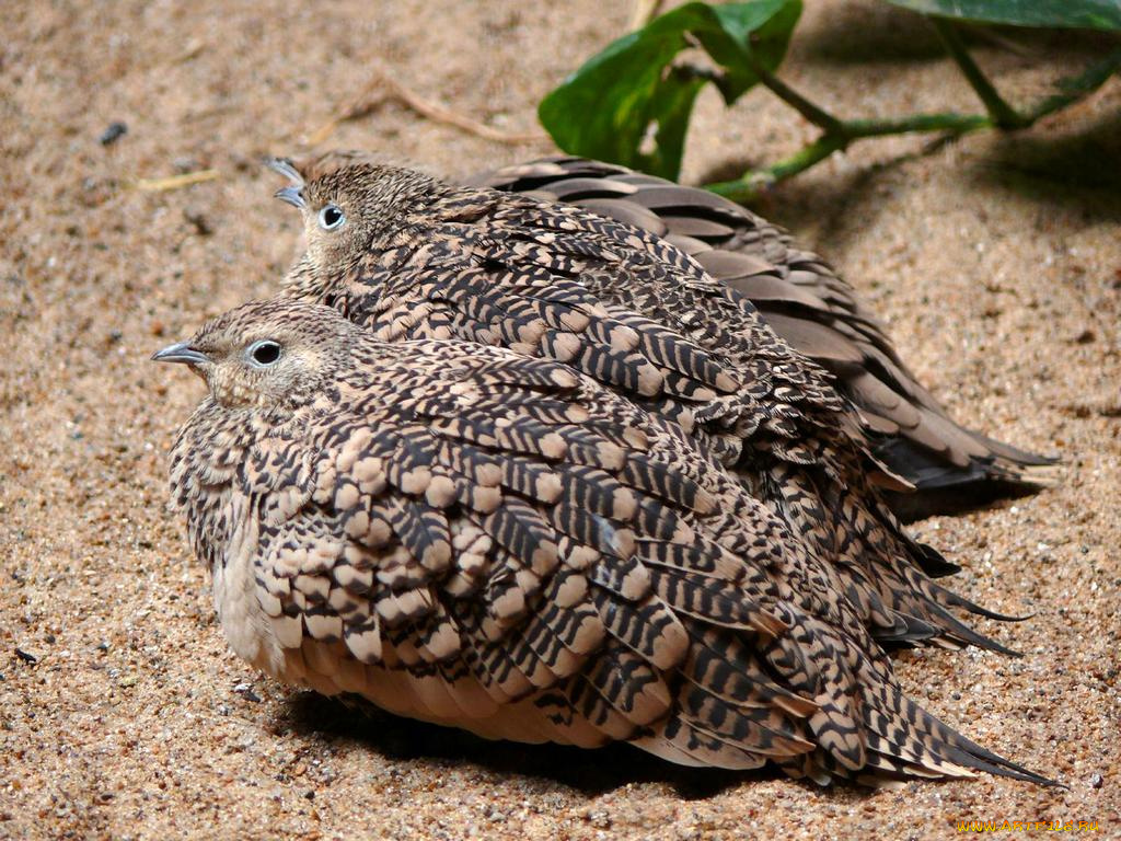 животные, куропатки, рябчики, перепела