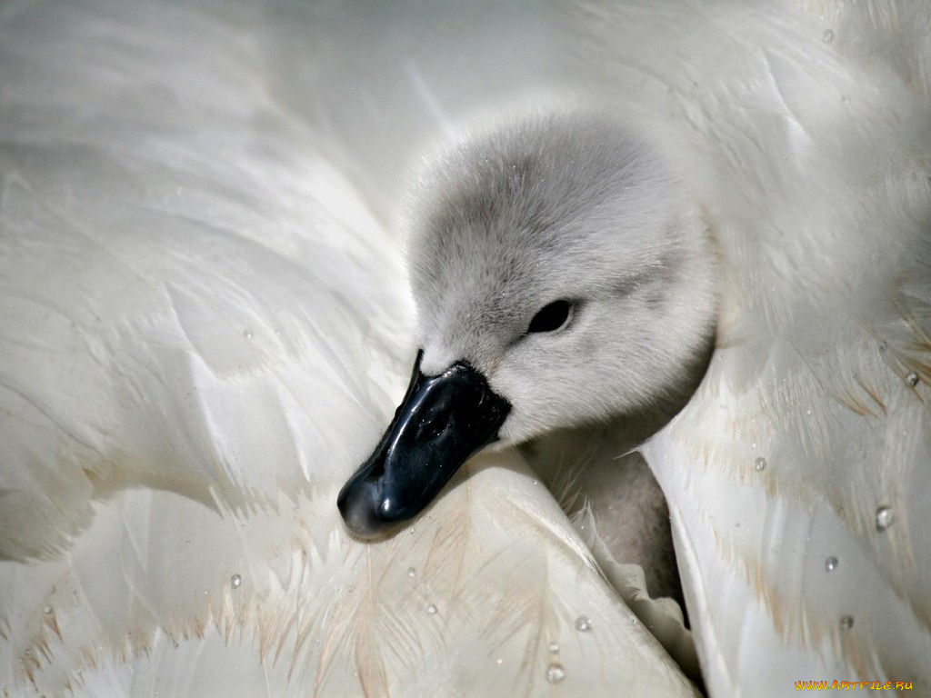 животные, лебеди