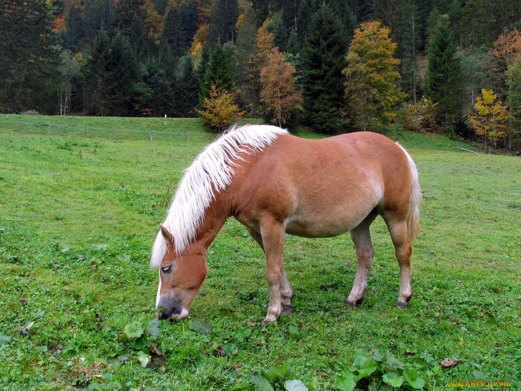 животные, лошади