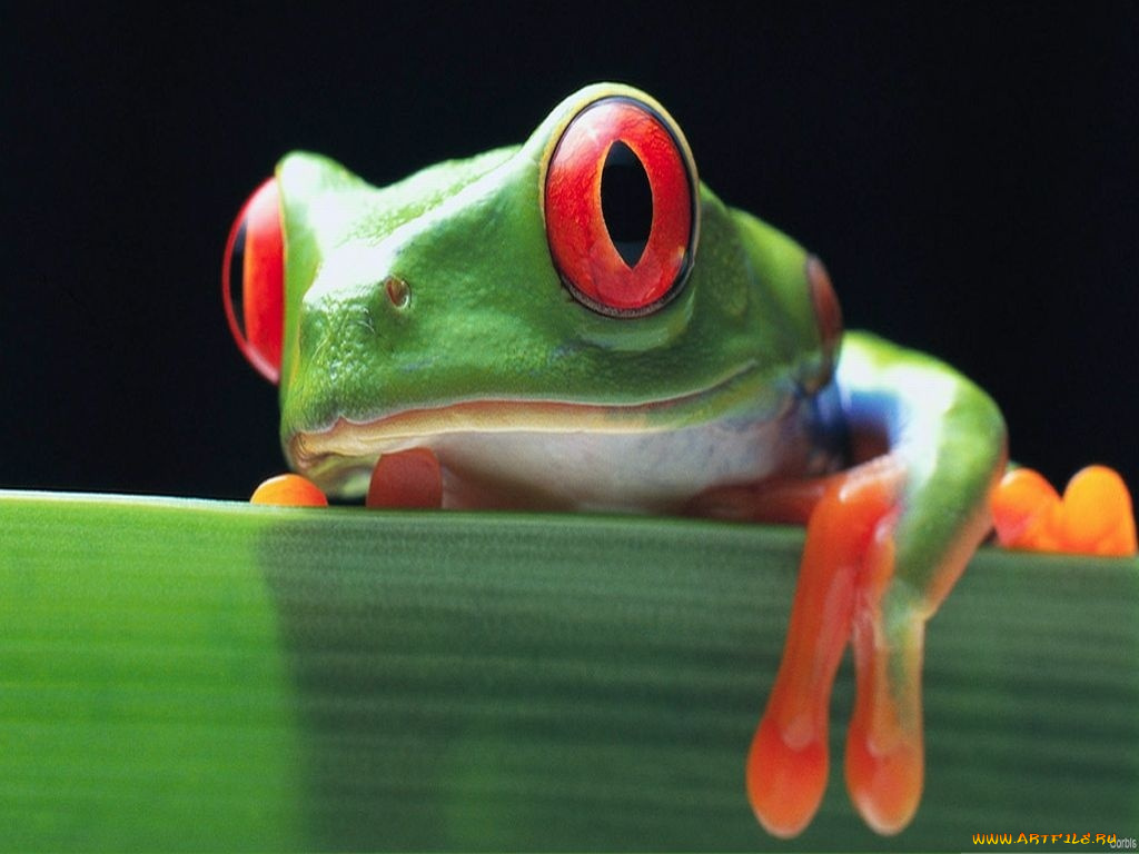 животные, лягушки