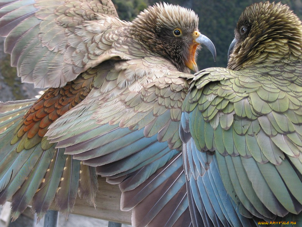 животные, попугаи