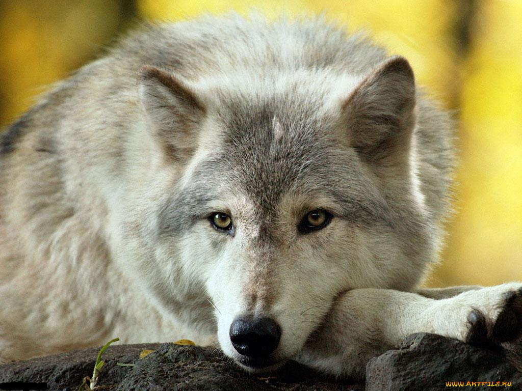 животные, волки