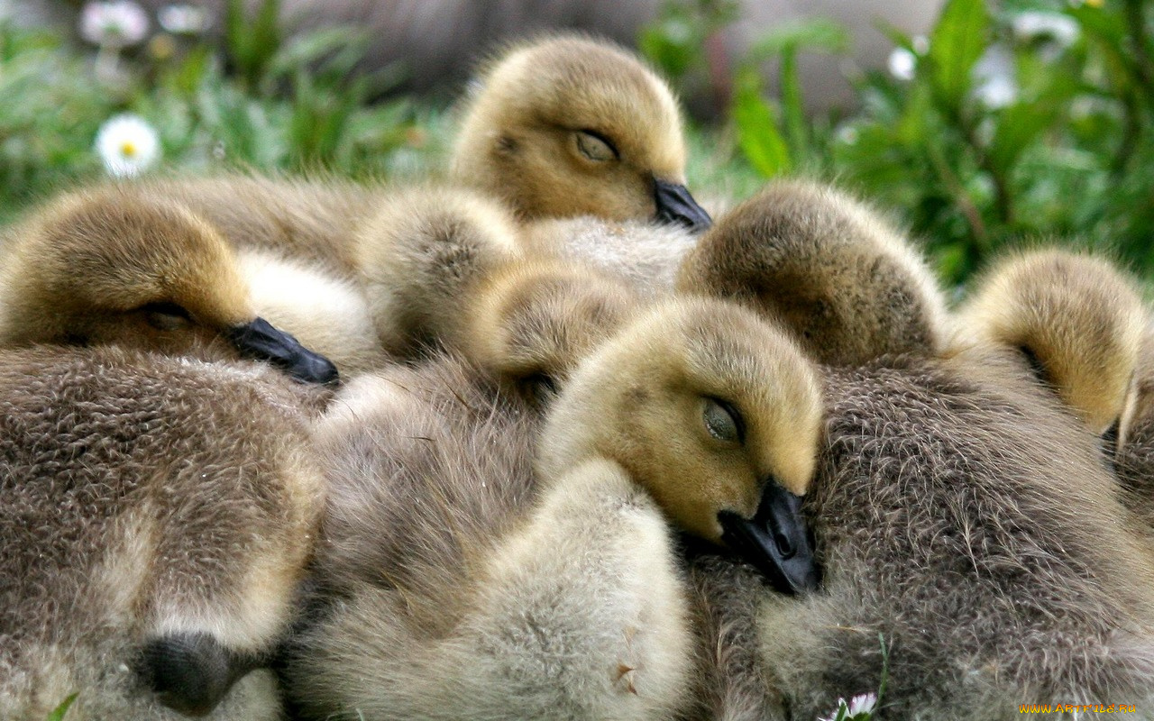 животные, гуси
