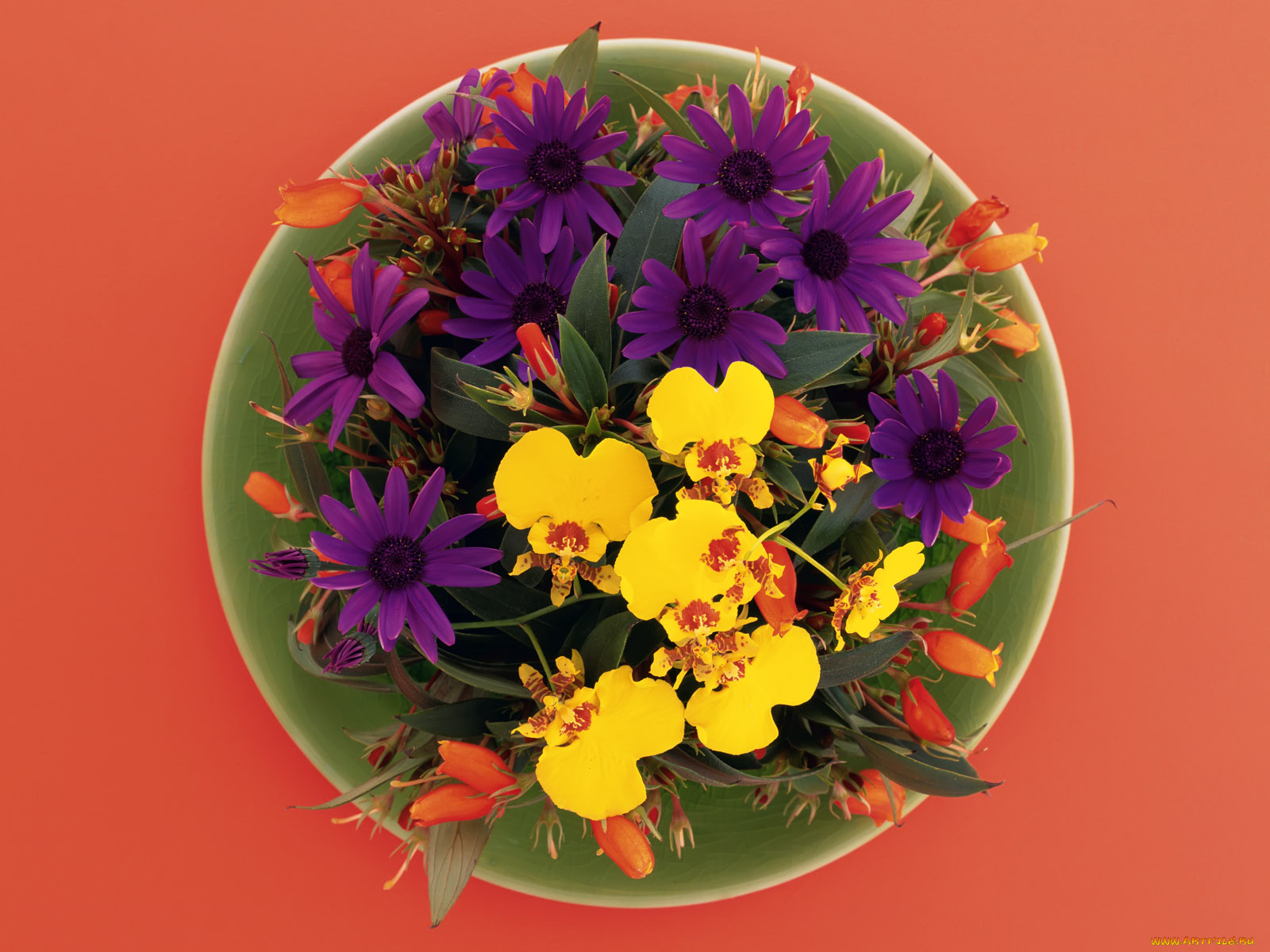 цветы, букеты, композиции