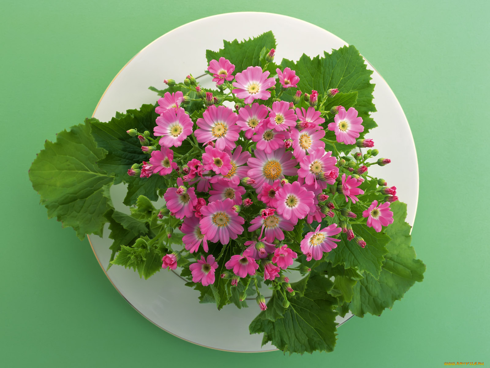 цветы, цинерария