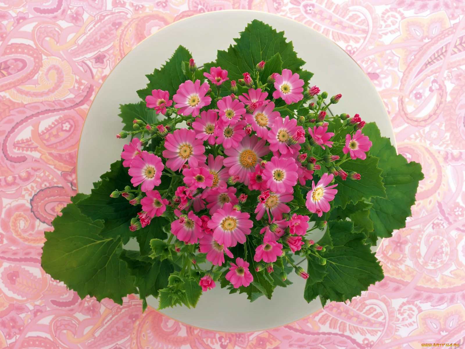 цветы, цинерария