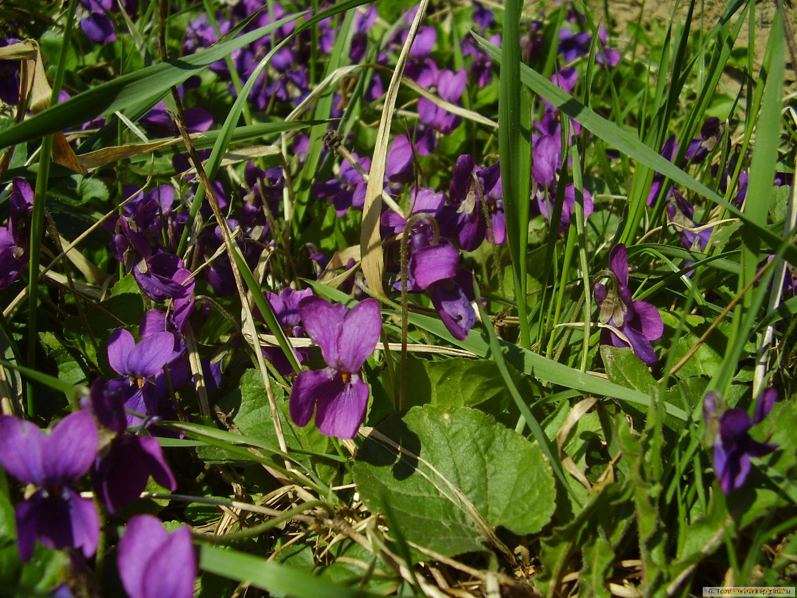 цветы, фиалки