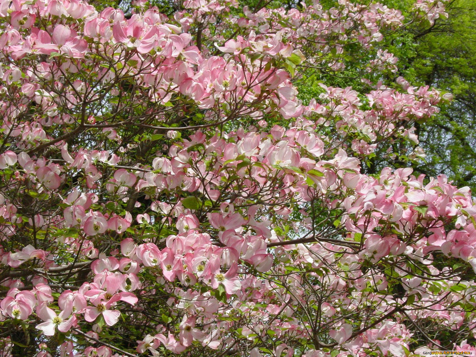 цветы, кизил