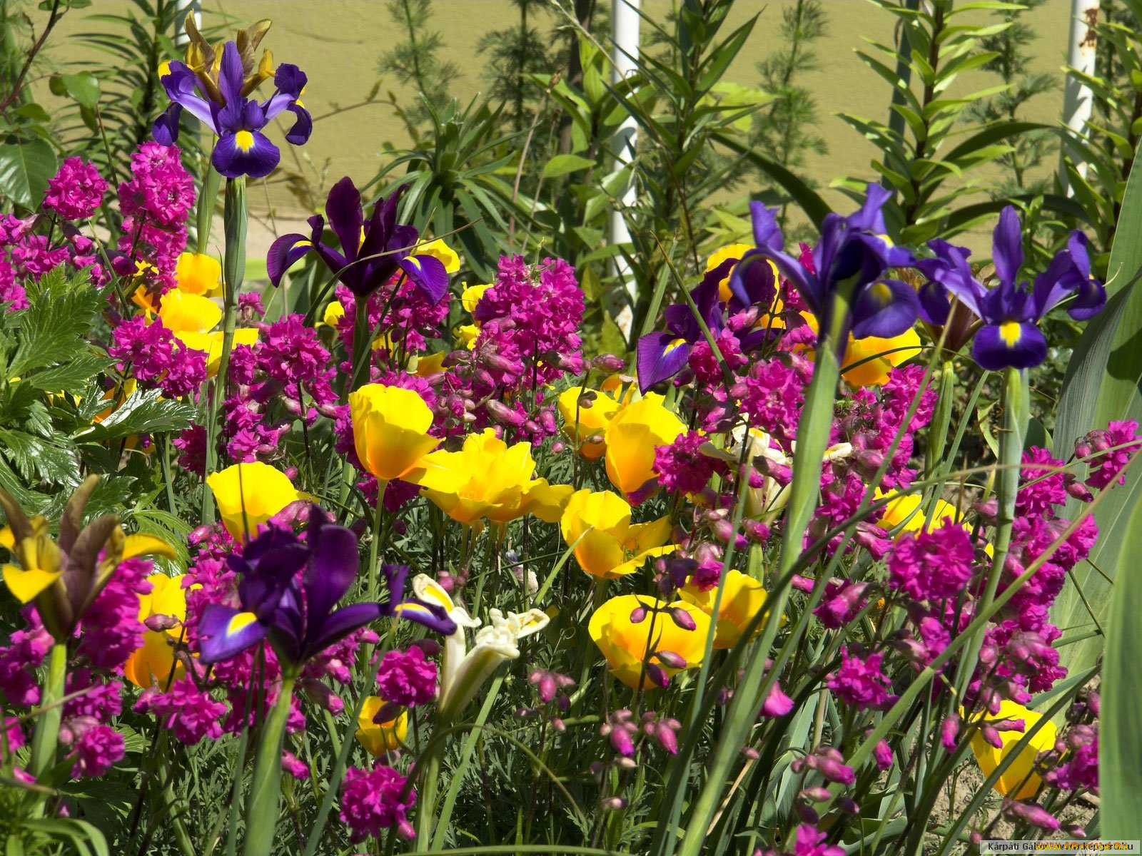 цветы, разные, вместе