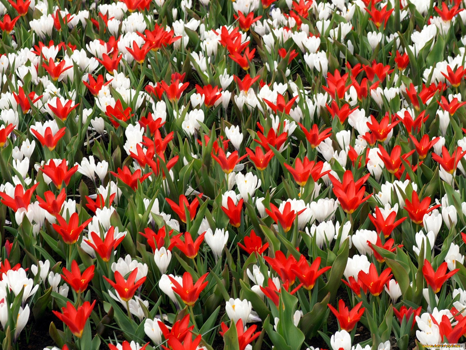 цветы, разные, вместе