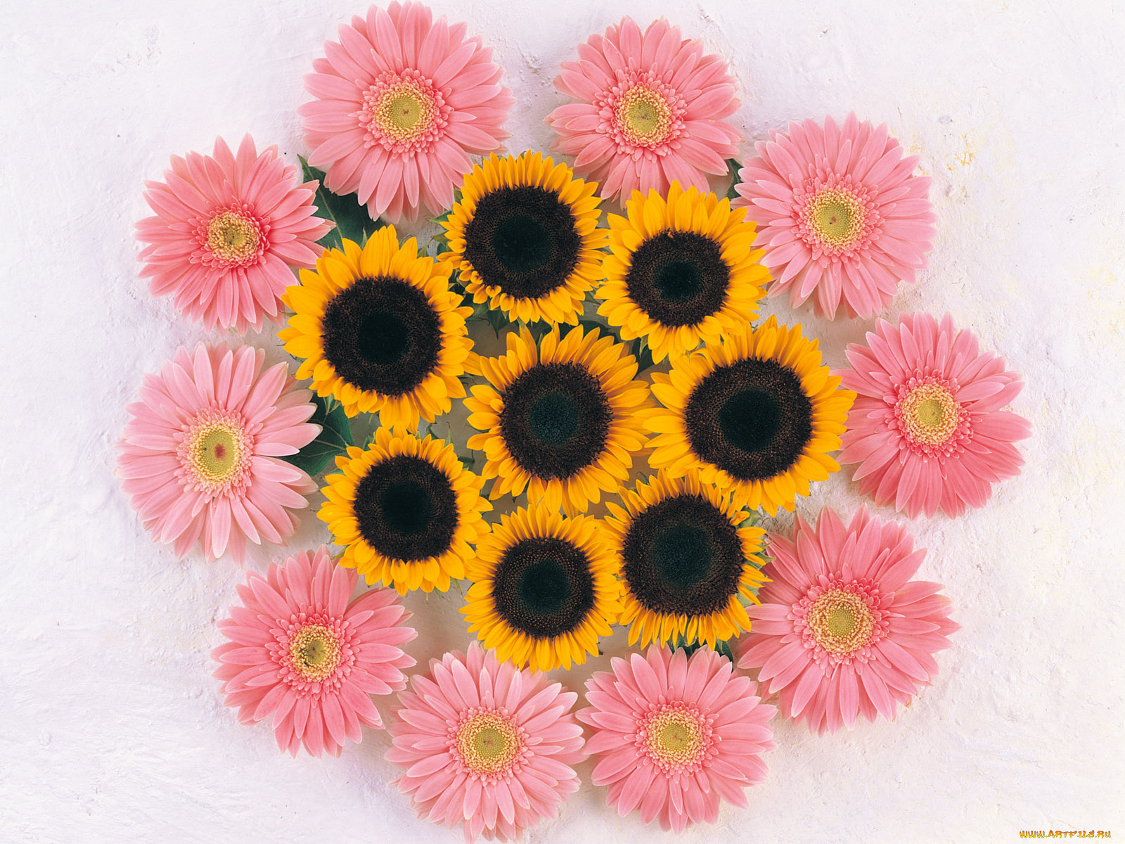 цветы, разные, вместе