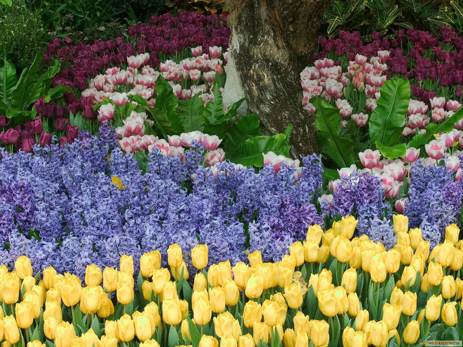 цветы, разные, вместе