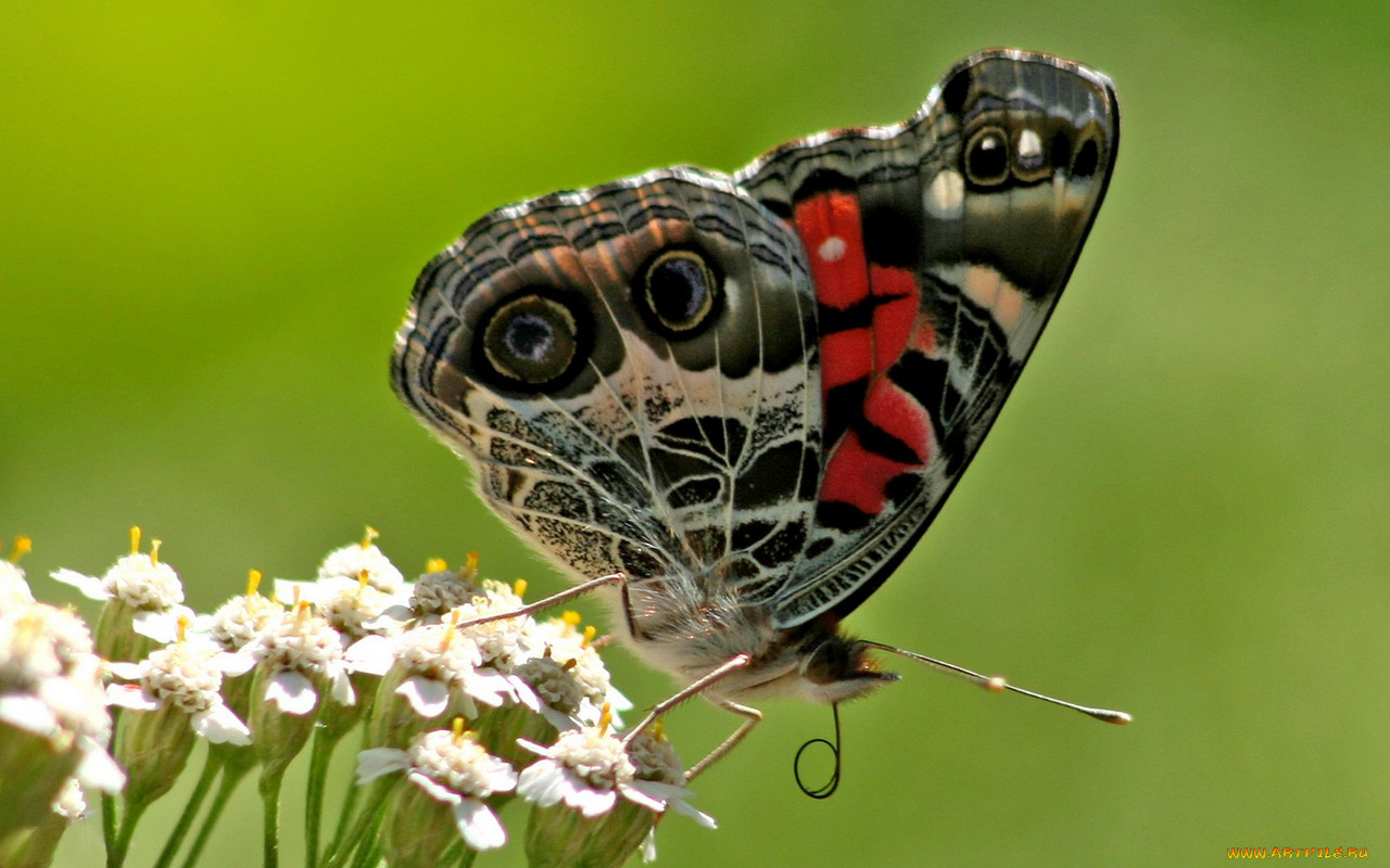 животные, бабочки