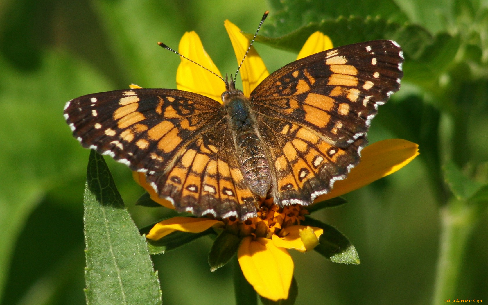 животные, бабочки