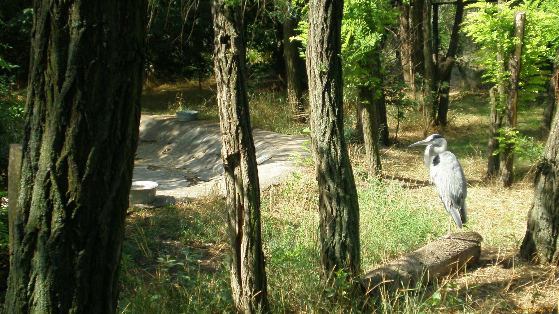 животные, цапли