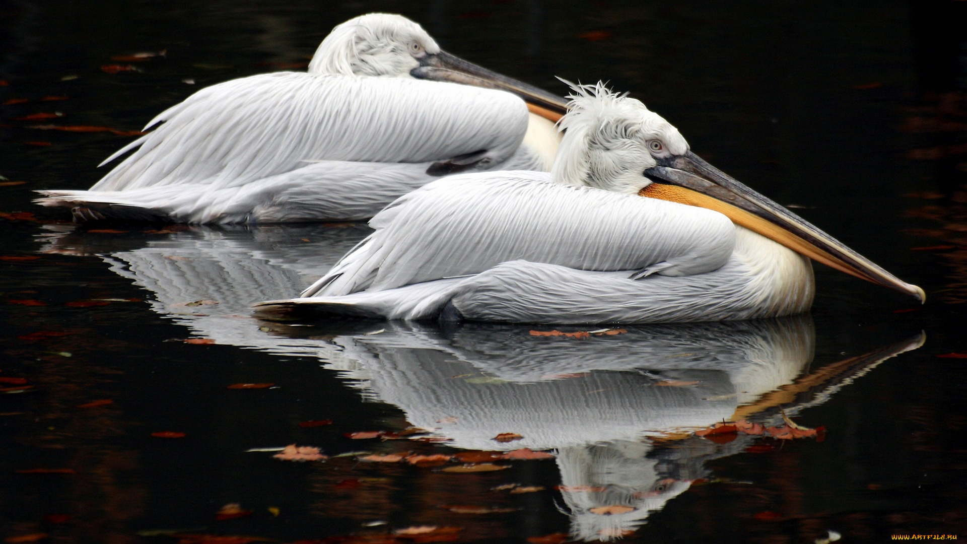 животные, пеликаны