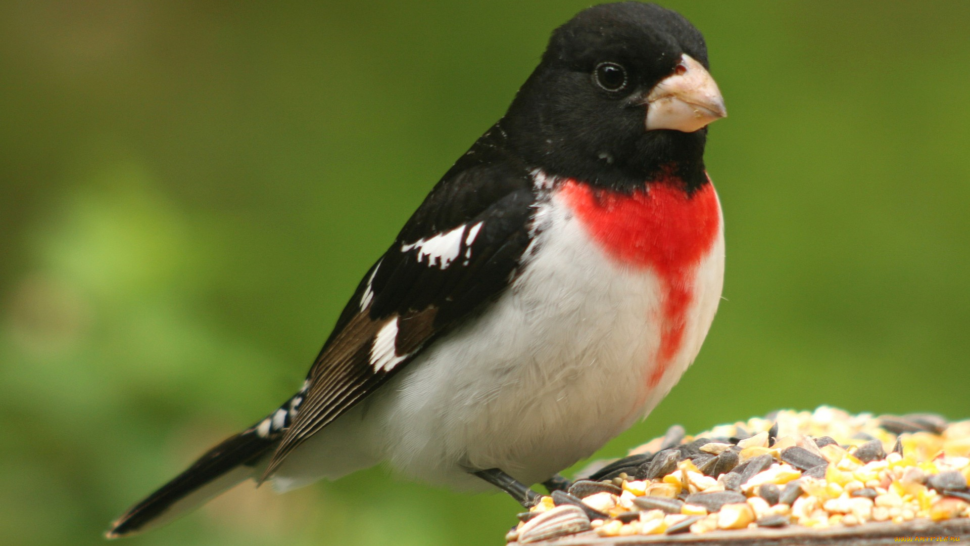 животные, птицы