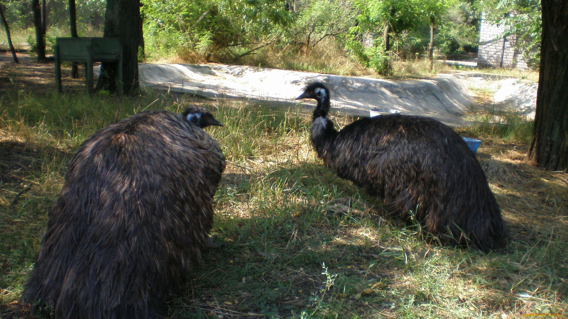 животные, страусы