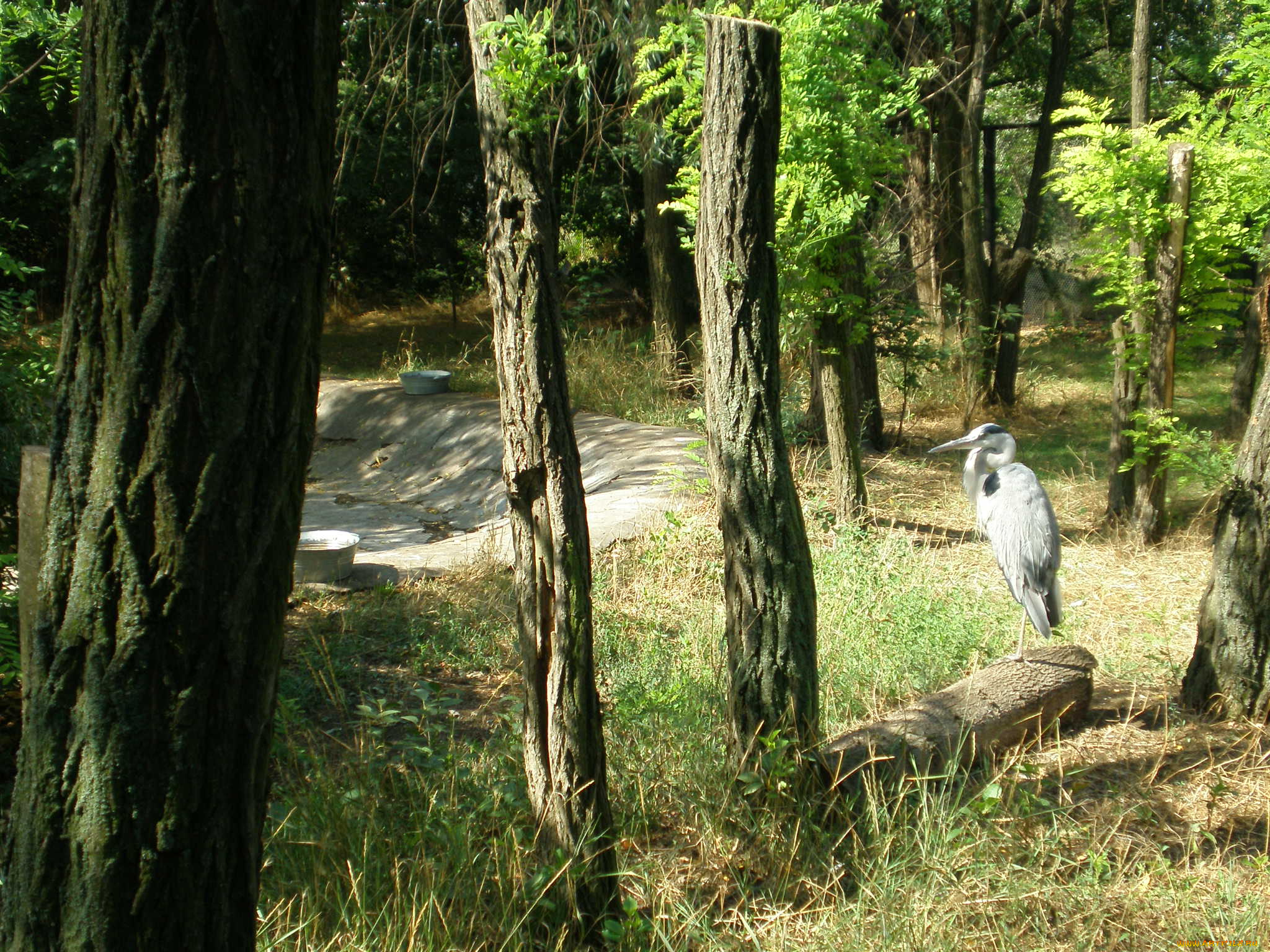 животные, цапли