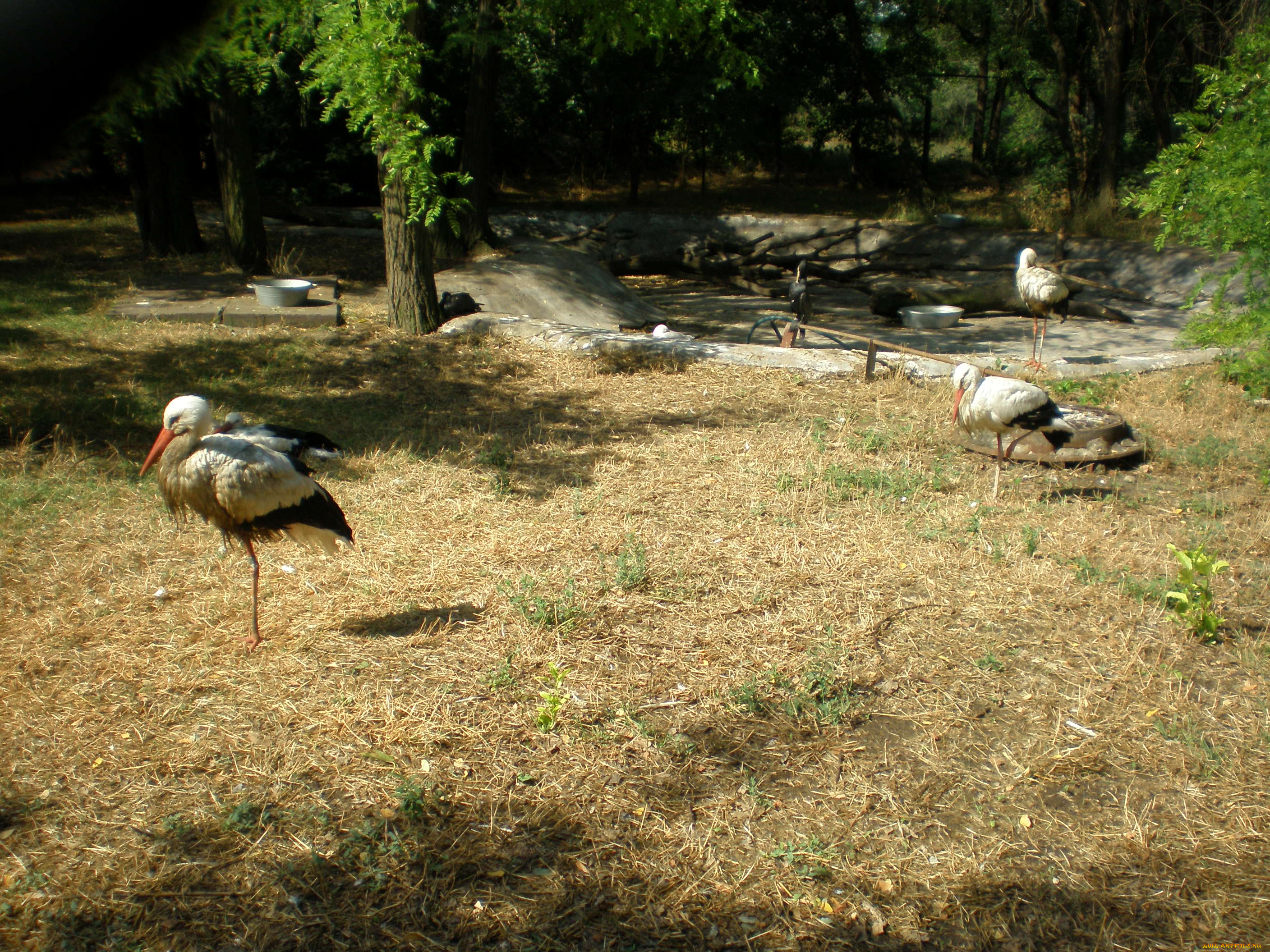 животные, аисты