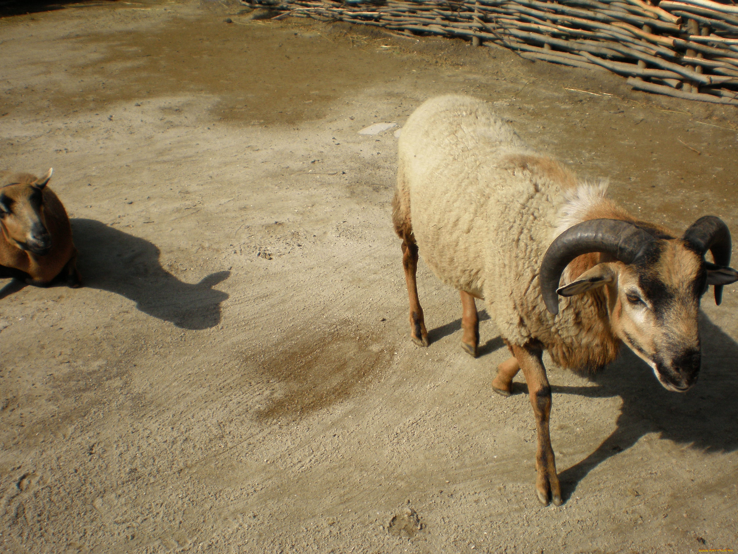 животные, овцы, бараны