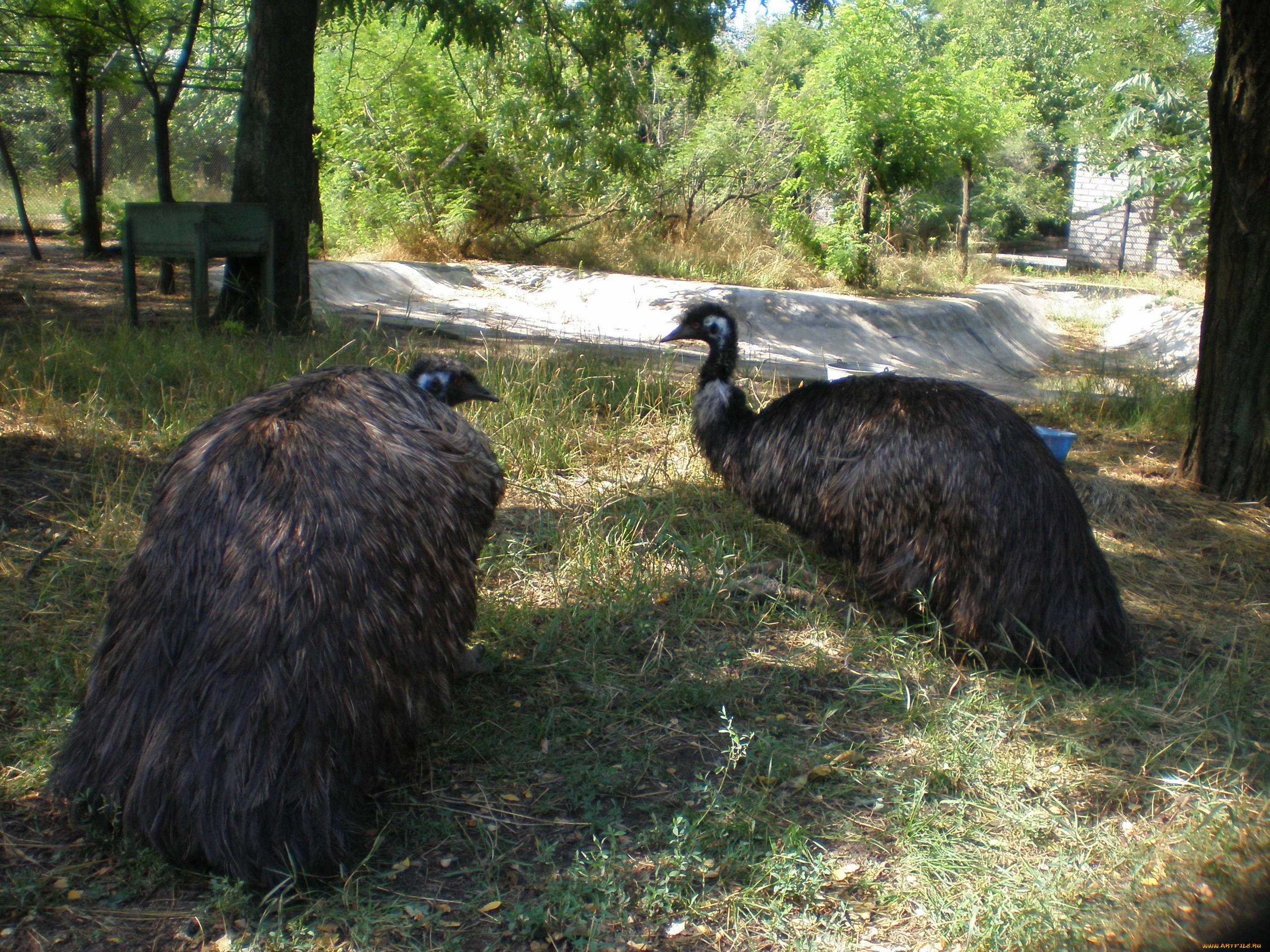 животные, страусы