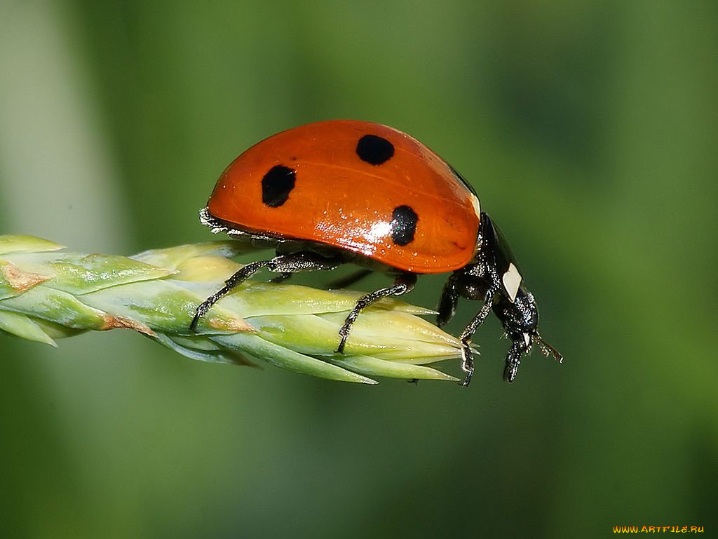 животные, божьи, коровки