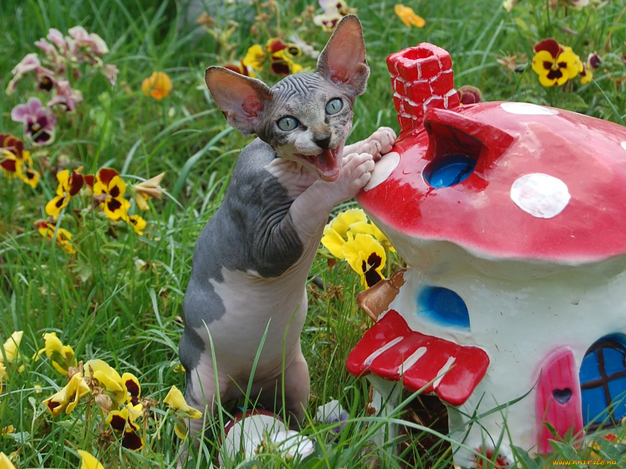 животные, коты