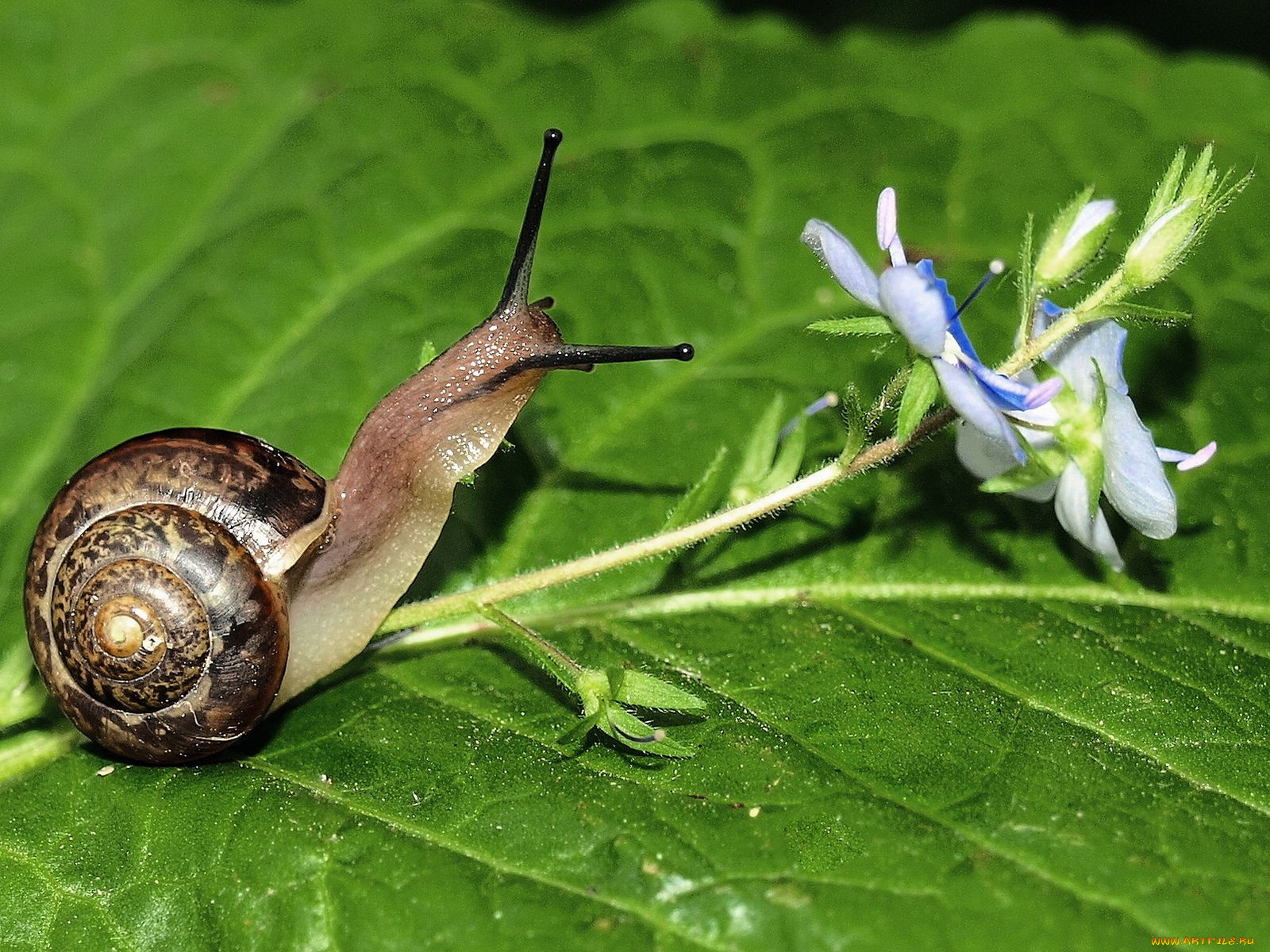 авт, kirakalina, животные, улитки