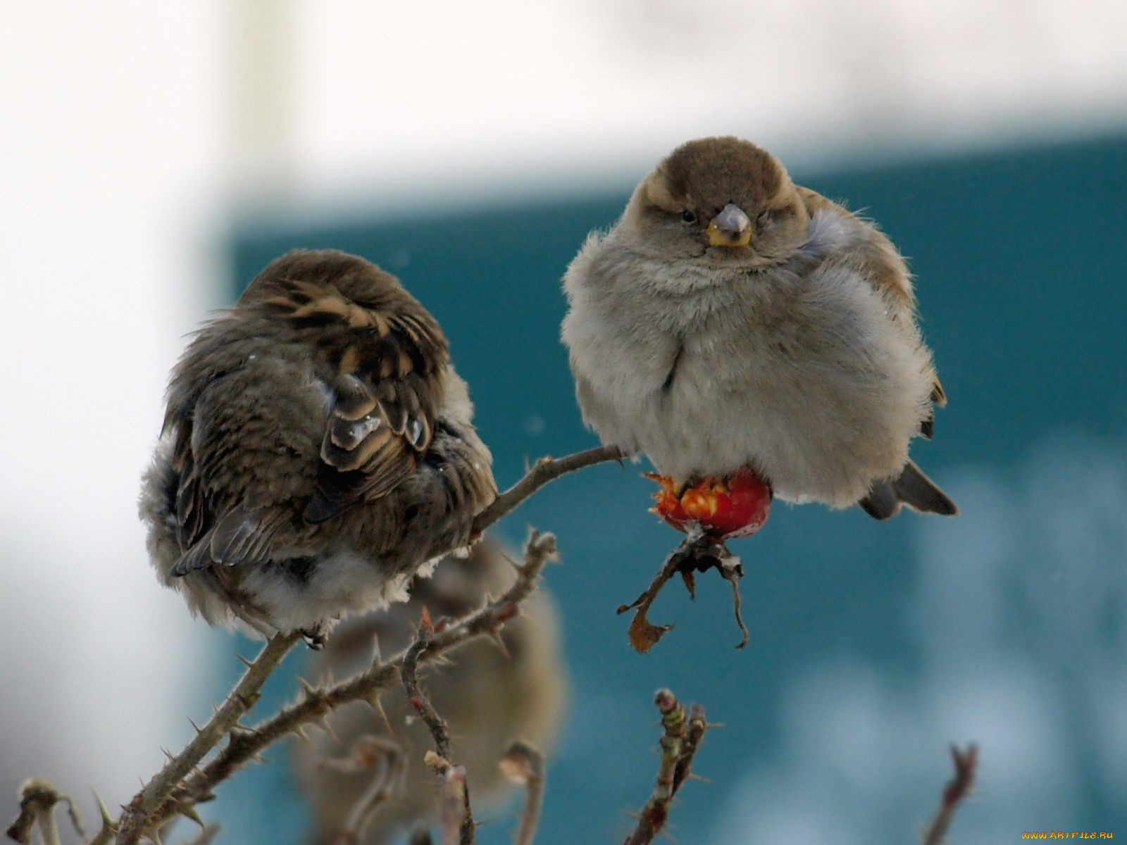 авт, kirakalina, животные, воробьи