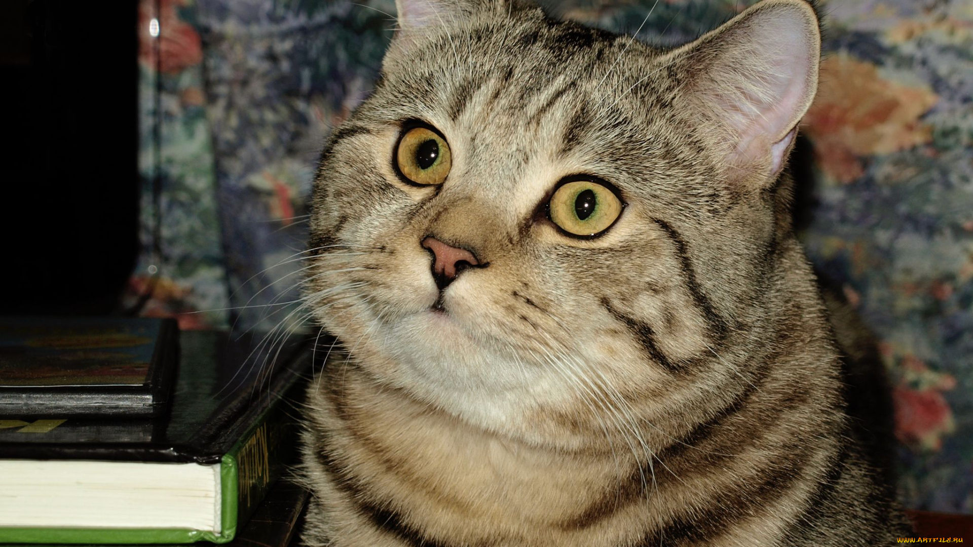 авт, kirakalina, животные, коты